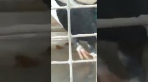 "Пикирующие складчатые голуби" Адана