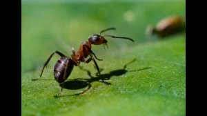 Анекдот про муравья