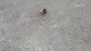 Горностай -  хитрый дружок ласки и дальний родственник медоеда! Горностай против зайцев, кроликов..