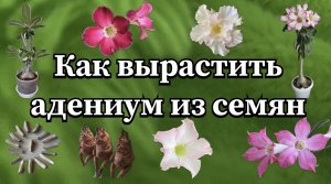 Выращиваем адениум с нуля из свежих семян домашнего опыления. Делюсь опытом. 7 февраля 2024 г.