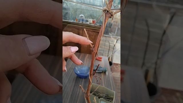 Вертикальное формирование винограда