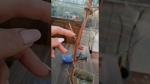 Вертикальное формирование винограда