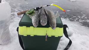 Зимняя рыбалка Кама выход судака на прыщ