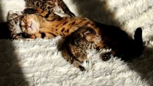 Бенгальская кошка мама кормит котят