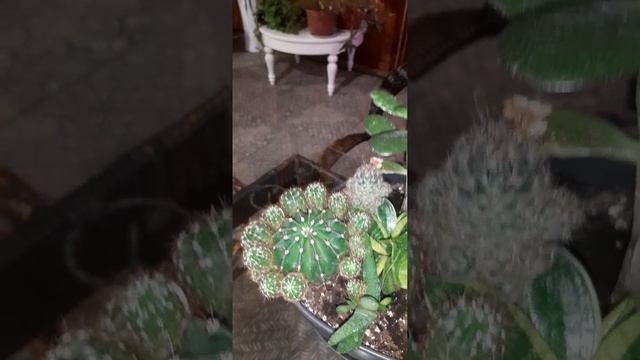 зимний сад смотреть онлайн