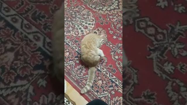 Очень вкусно и полезно #собакадругчеловека #собака #сказка #майнкрафт #собачьяжизнь #еда
