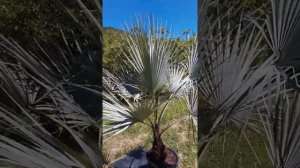 Редчайшая пальма голубая ЭРИТЕЯ (брахея) Серебро