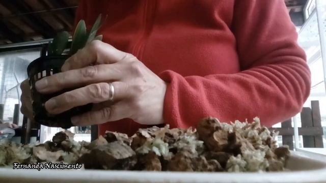 Potting miniature Laelia смотреть онлайн