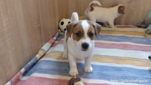Щенки (1.5 месяца) Джек Рассел терьера КСУ - Учимся гавкать