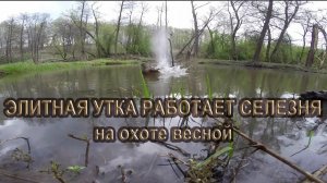 Элитная утка работает селезня на охоте весной