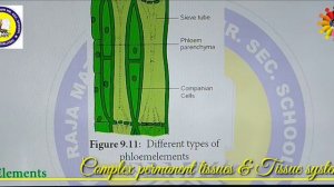 2. Complex permanent tissues & Tissue systems