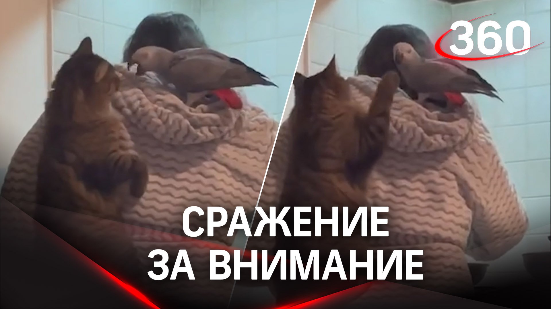 Кот с попугаем сражаются за внимание хозяйки на её плечах - она состоит из спокойствия