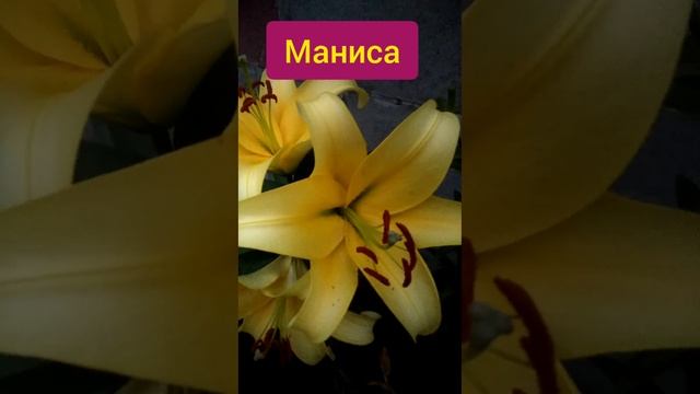 Лилии из Леруа-Мерлен | Пересорт | Лилии цветут