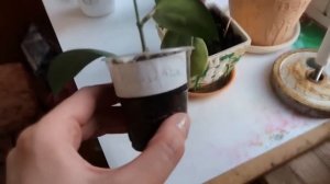 ХОЙИ - МОЯ КОЛЛЕКЦИЯ