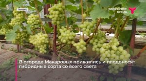 Тюменский виноград