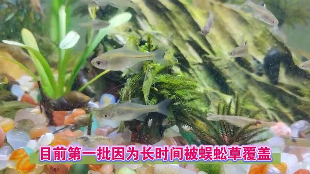 萬年蘚真能放在魚缸裡面？ 長出新枝葉是轉水成功了嗎？ 沒這麼簡單 смотреть онлайн