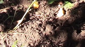 Туя шаровидная.  Как посадить?   Сад станет краше!