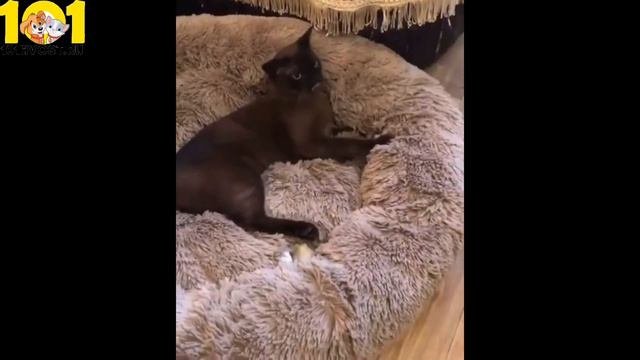 Бурманская кошка (БУРМА)