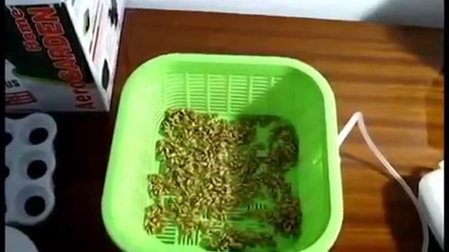 Гидропонный проращиватель Здоровья КЛАД (зерен, семян и орехов) смотреть онлайн