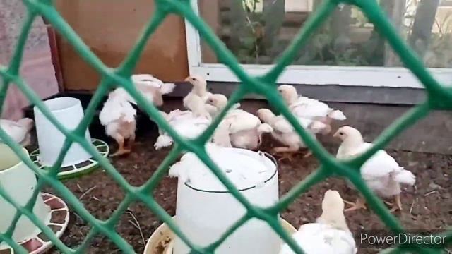 Расширяю рацион 3-х недельных цыплят. Земляника появилась? смотреть онлайн