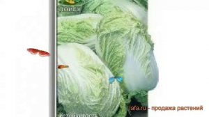 Капуста пекинская Ника F1 (nika f1 nika f1) ? Ника F1 обзор: как сажать, семена капусты Ника F1