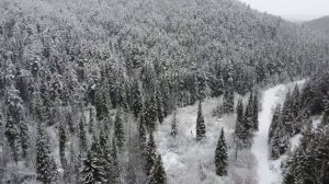 Снежная тайга, Красноярский край