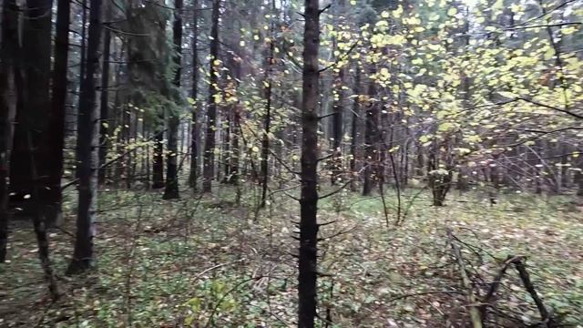 ❗ГРИБНОЕ ЭЛЬДОРАДО БЕЛЫХ ГРИБОВ В ПОДМОСКОВЬЕ.?Октябрь 2022?