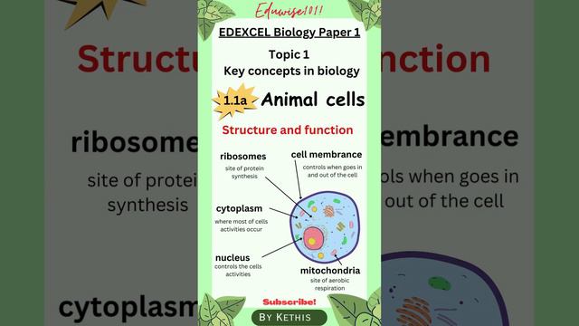 Key concepts in GCSE Biology - Types of cells and their structure - 2023 Exam Revision