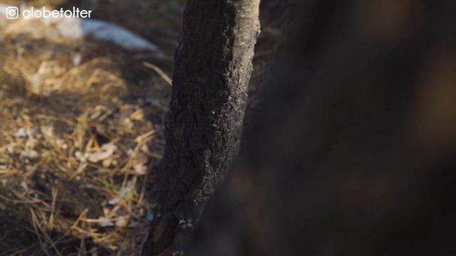 FONTAINEBLEAU, la plus belle forêt de France ? смотреть онлайн