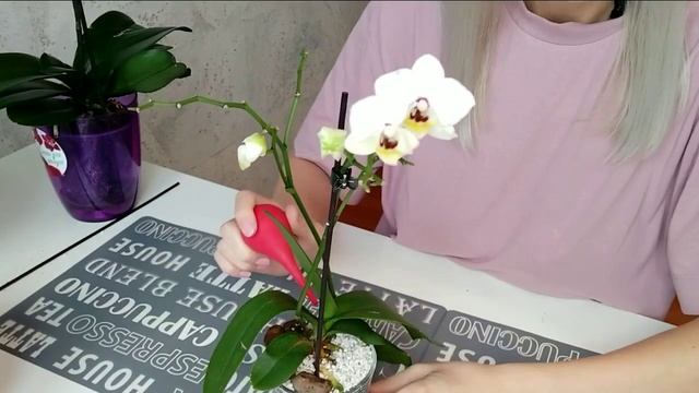 ПОЛИВ ОРХИДЕИ ФАЛЕНОПСИС В ПЕРЛИТЕ / Как поливать орхидеи в перлите?