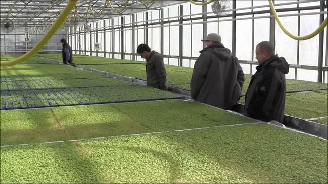 They're Small but Mighty: Microgreens смотреть онлайн
