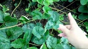 33/19 Размножение клубники усами - мой опыт