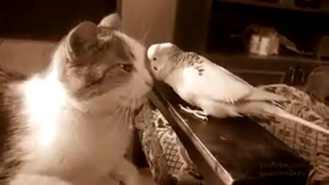 Попугай явно здесь главный смотреть онлайн