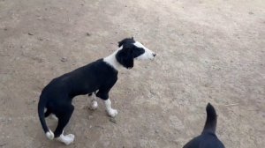 Казахская борзая Тазы Сартан,  Қаракөз,  пес Дозор и кот Петрович.