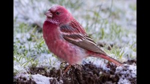 Ознакомление с окружающим "Кто живет в горах"