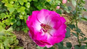 Любимые розы. Роза Блю Иден (Blue Eden / Wild Blue Yonder) - любовь с первого взгляда!