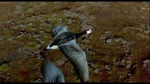 Как летают птицы?