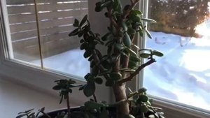 Бонсай и стильные композиции из денежного дерева