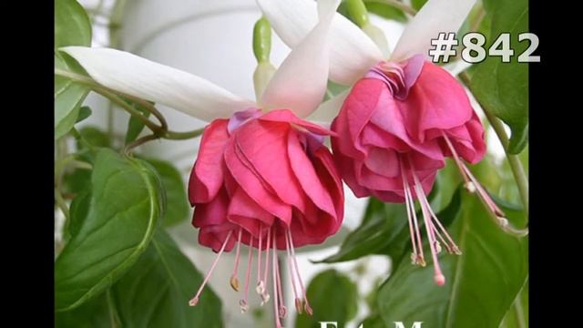 #842. Ирисы - самые лучшие цветы смотреть онлайн