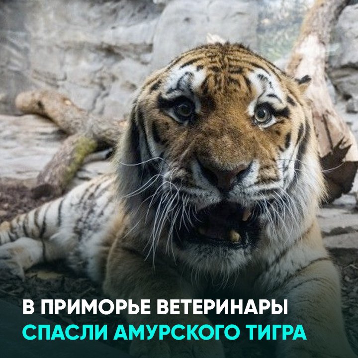 В Приморье ветеринары спасли амурского тигра