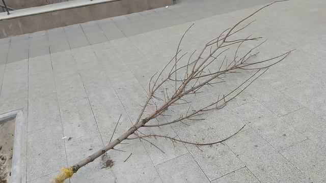 Посадка деревьев на проспекте Кирова в Саратове 2 ноября 2019 года. смотреть онлайн