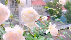Madame Bravy - old tea rose - Guillot rose