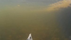 Подводная охота Калининград