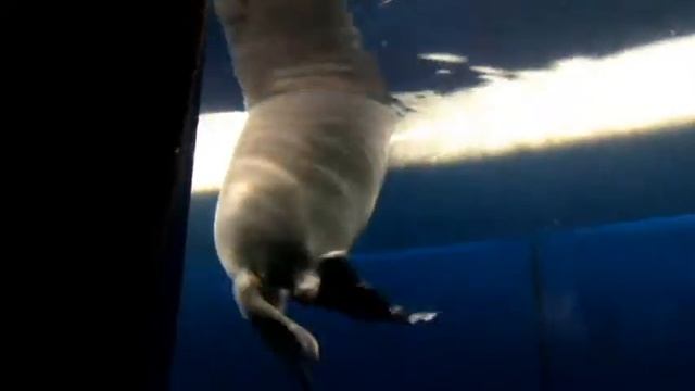 БАЙКАЛ Нерпинарий в Листвянке смотреть онлайн