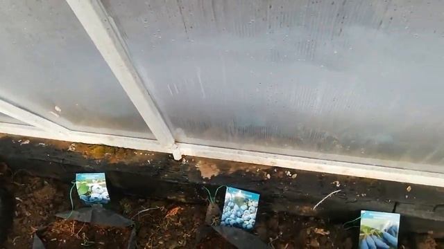 саженцы ягодных кустарников со светофора.