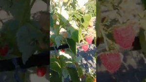 Малина Маравилла