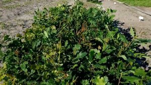 Проект Кедры России Для чего нужны координаторы