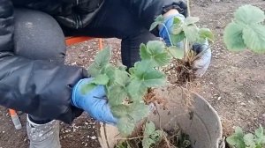 Пересадка клубники на новое место