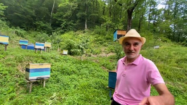 Пчеловодство | Мёд липа-каштан | Удивительная жизнь пчел смотреть онлайн