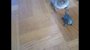 Заводная лягушка кричит